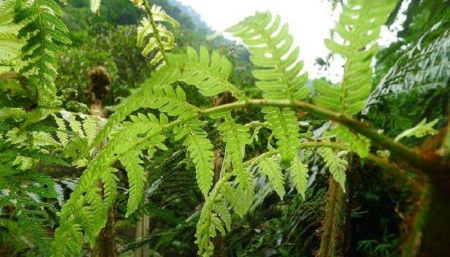 桫椤是什么植物？(油松是什么植物)